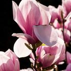 Magnolienblüte