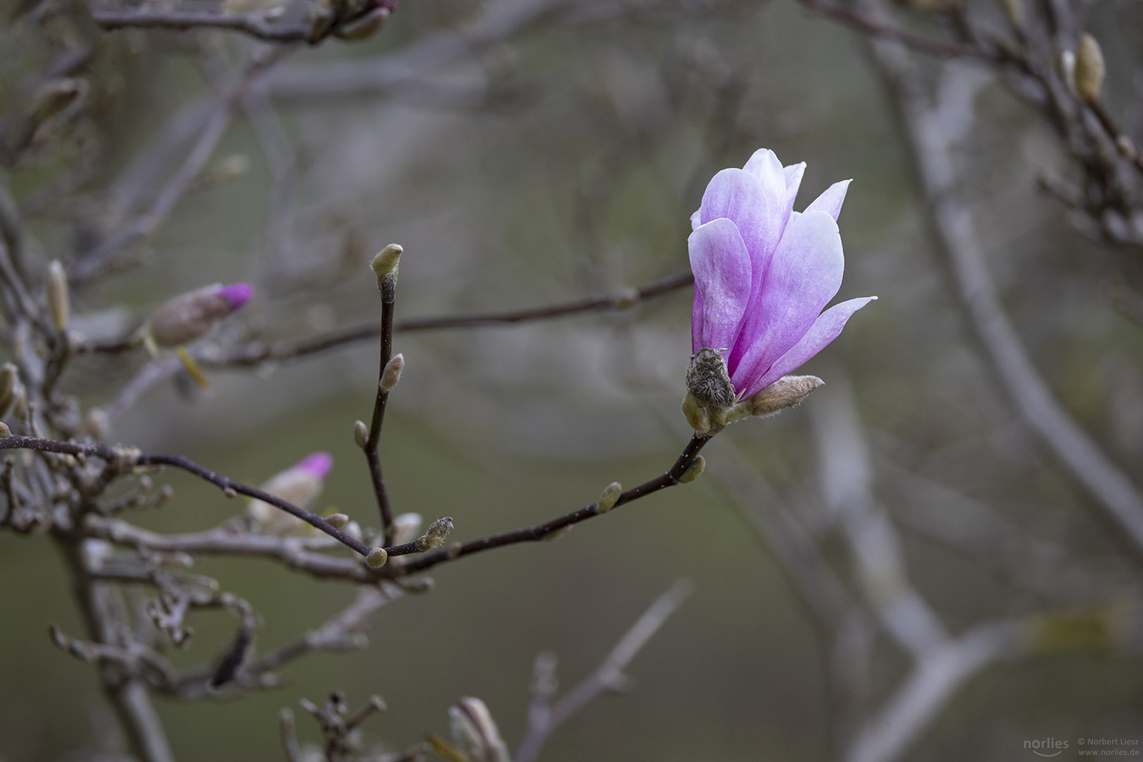 Magnolienblüte