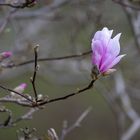 Magnolienblüte