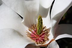 Magnolienblüte