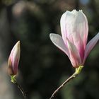 Magnolienblüte