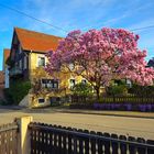 Magnolienblüte