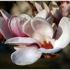 Magnolienblüte