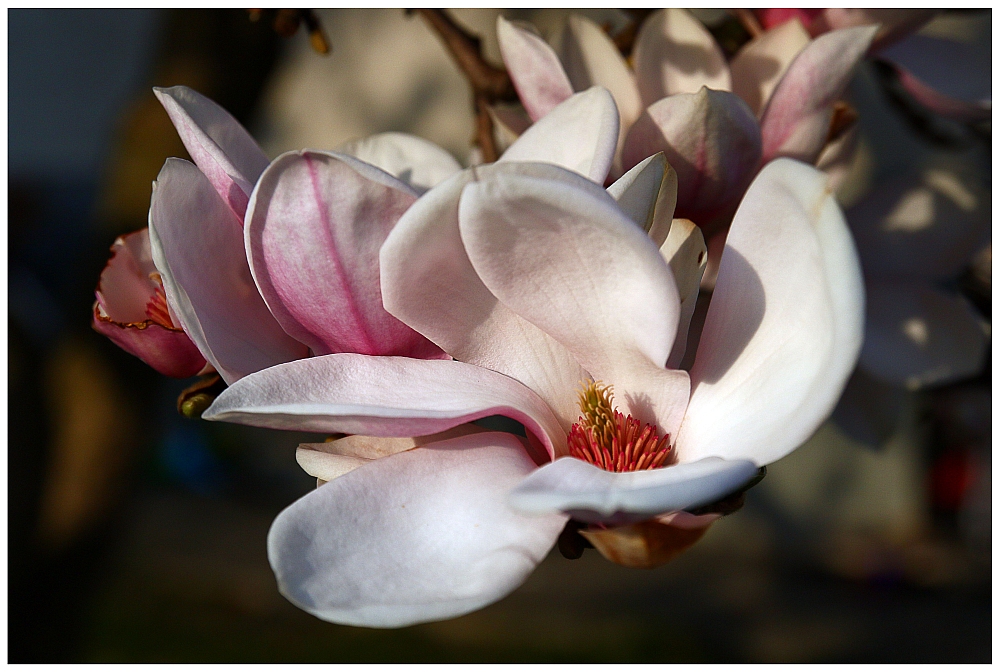 Magnolienblüte