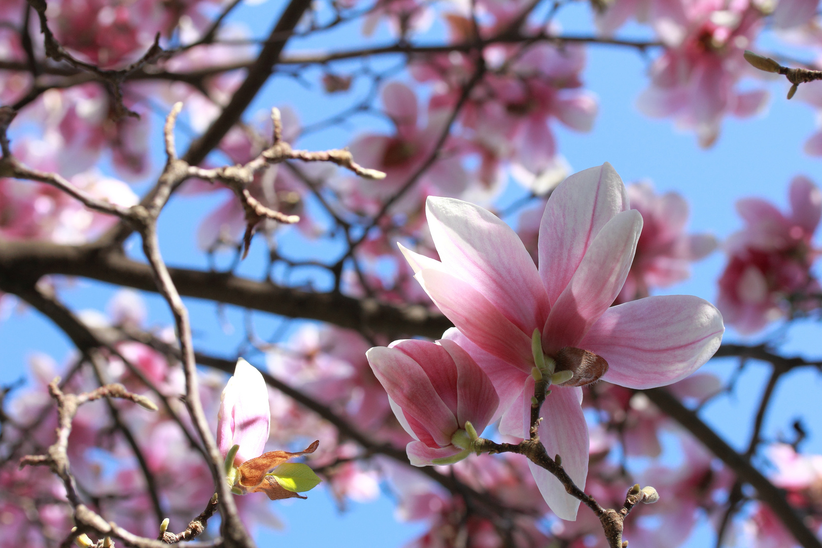 Magnolienblüte