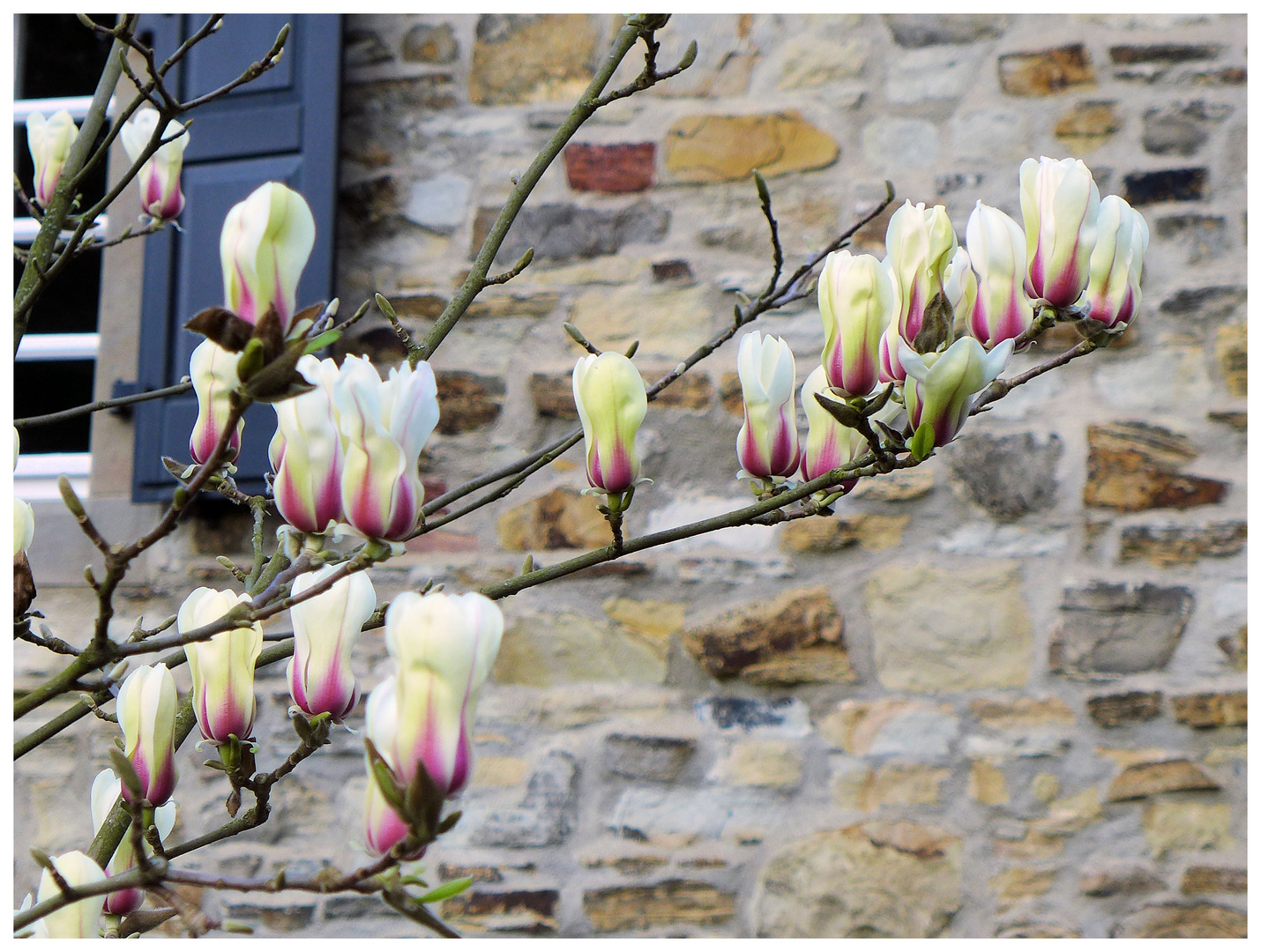 Magnolienblüte 