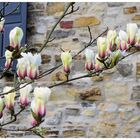 Magnolienblüte 