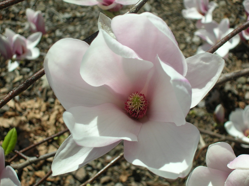 Magnolienblüte