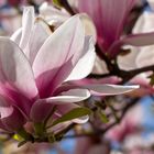 Magnolienblüte