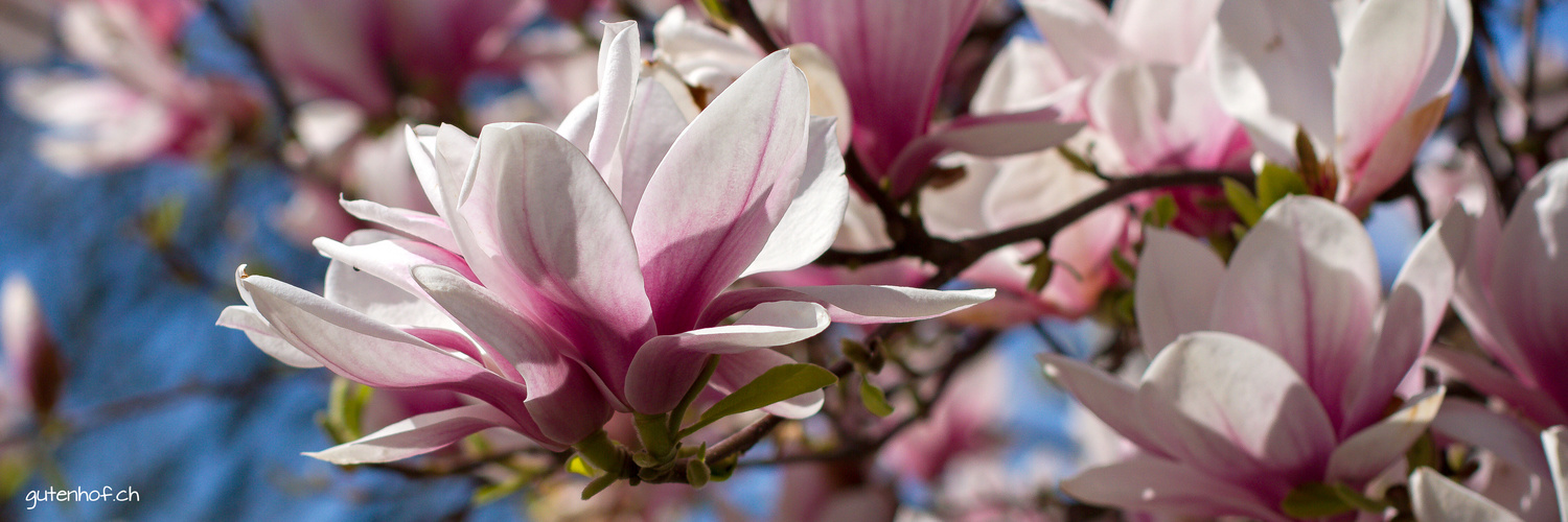 Magnolienblüte