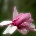 Magnolienblüte