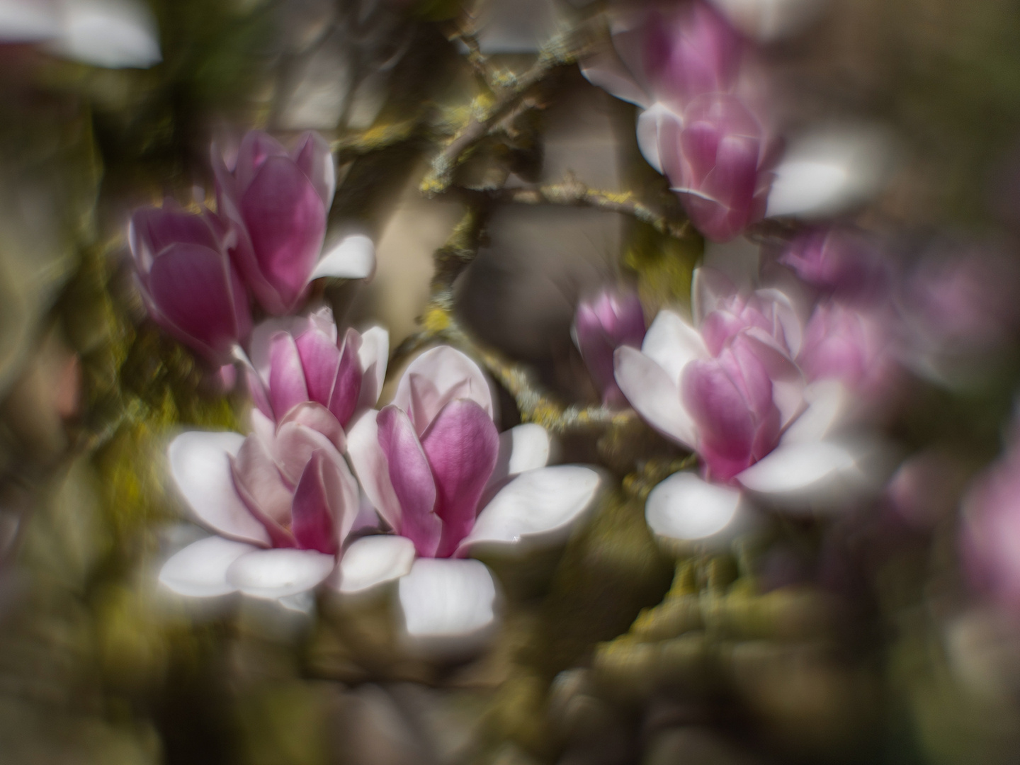 Magnolienblüte