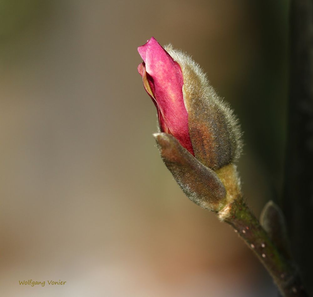 Magnolienblüte