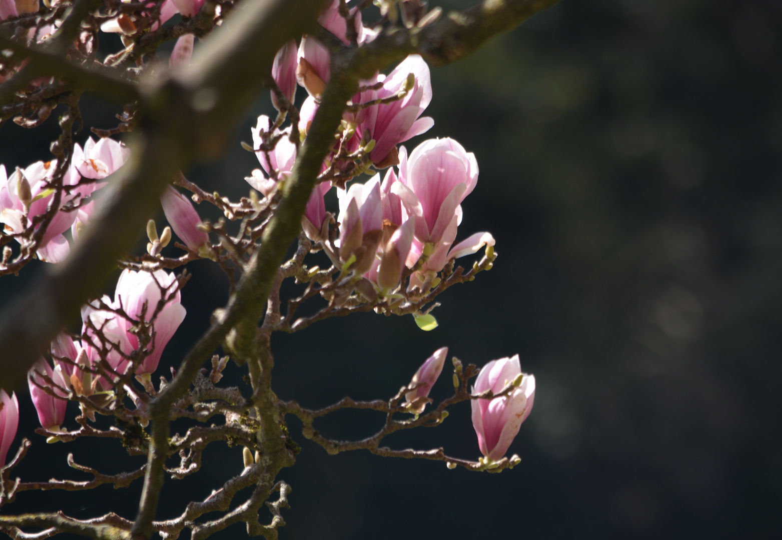 Magnolienblüte 