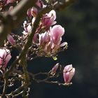 Magnolienblüte 