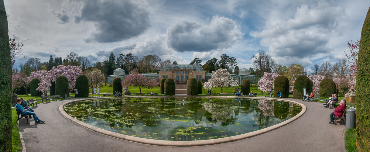 Magnolienblüte