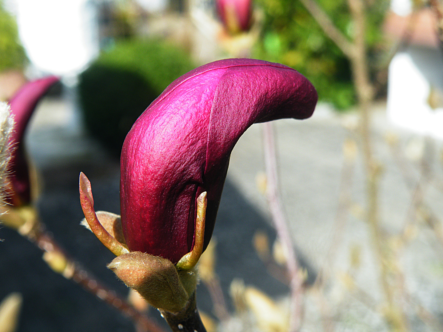 Magnolienblüte