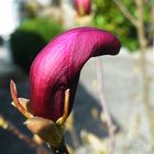 Magnolienblüte