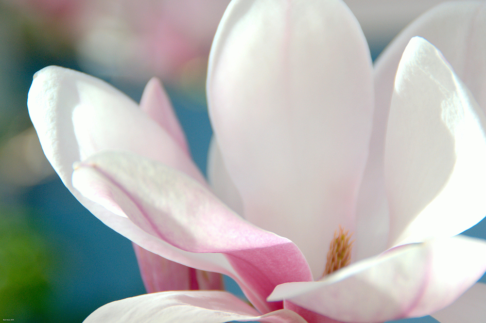 Magnolienblüte