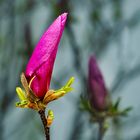 Magnolienblüte 