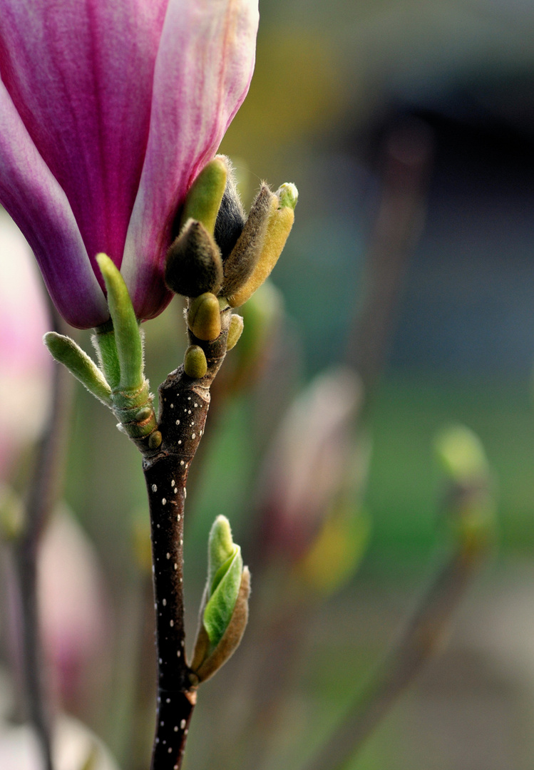 Magnolienblüte