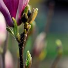 Magnolienblüte