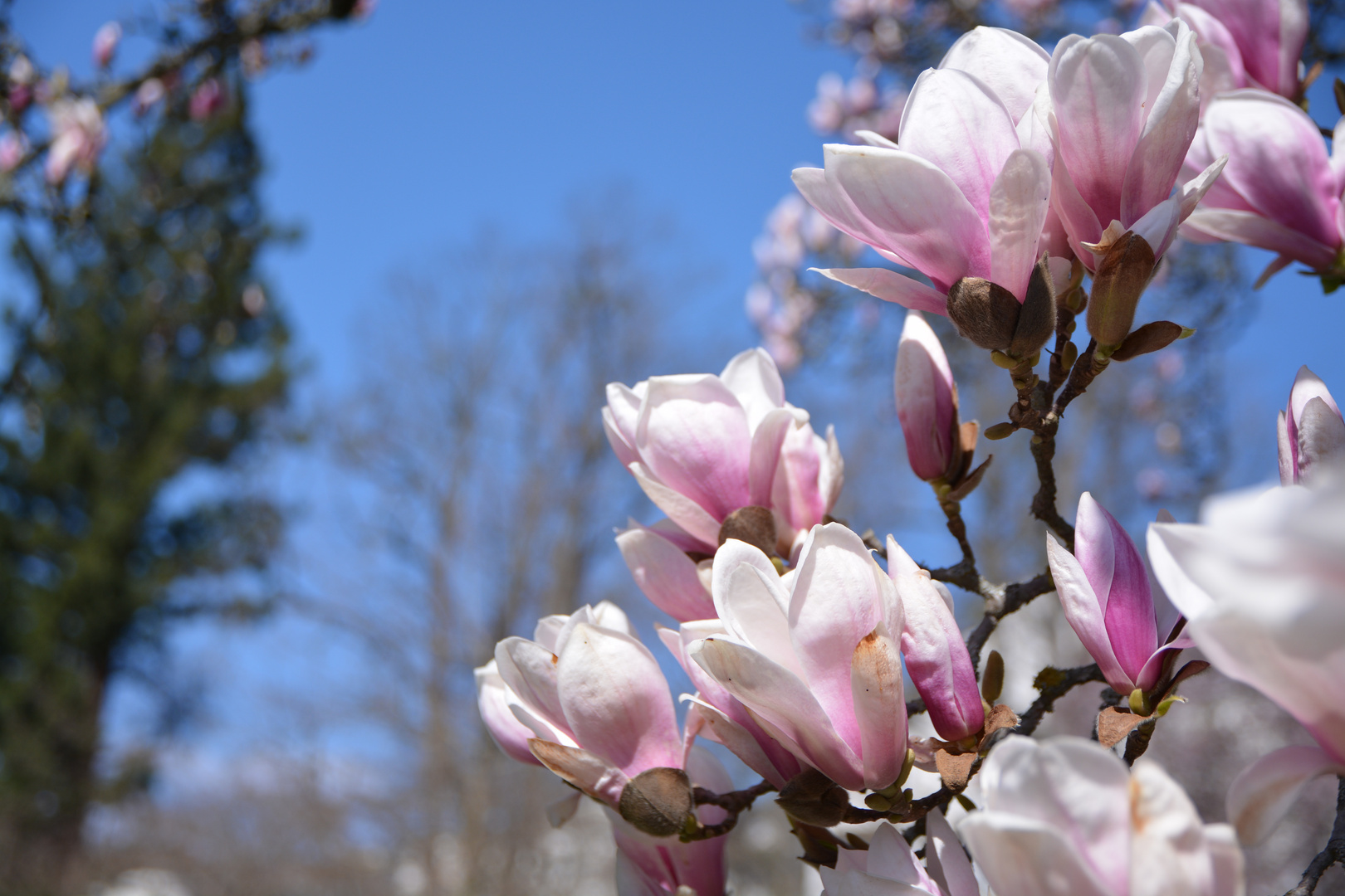 Magnolienblüte 