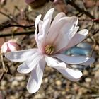 Magnolienblüte