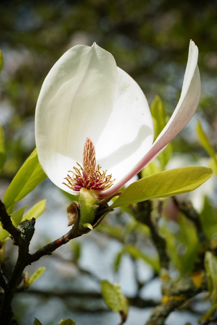 Magnolienblüte