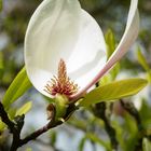 Magnolienblüte