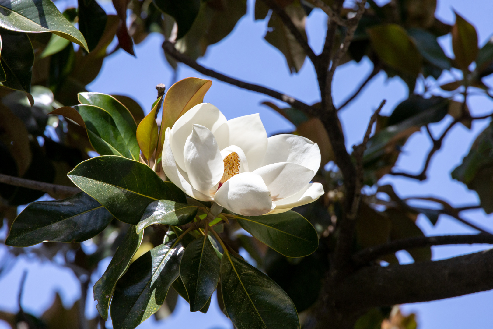 Magnolienblüte