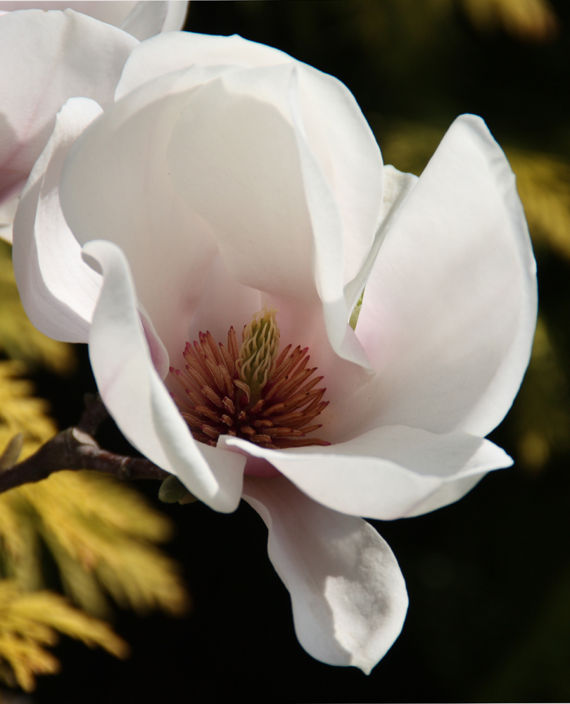 Magnolienblüte