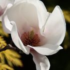 Magnolienblüte