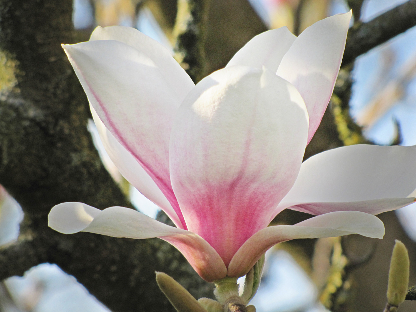 Magnolienblüte