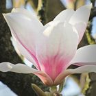 Magnolienblüte