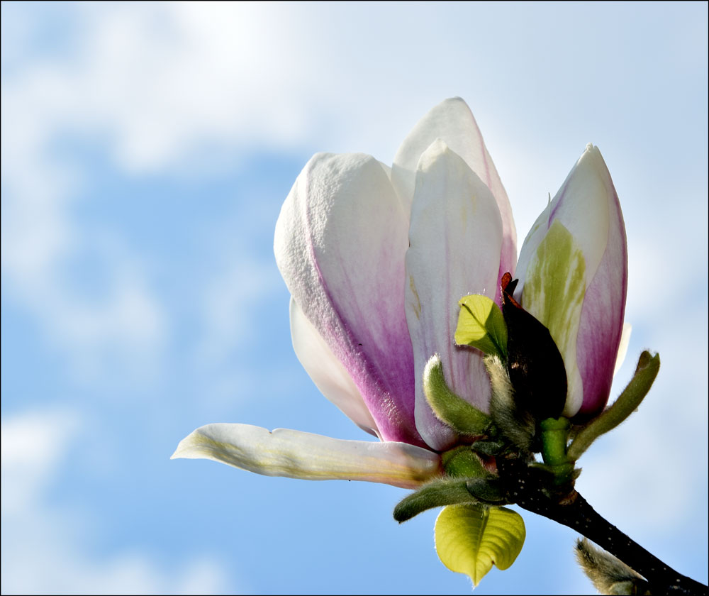 Magnolienblüte