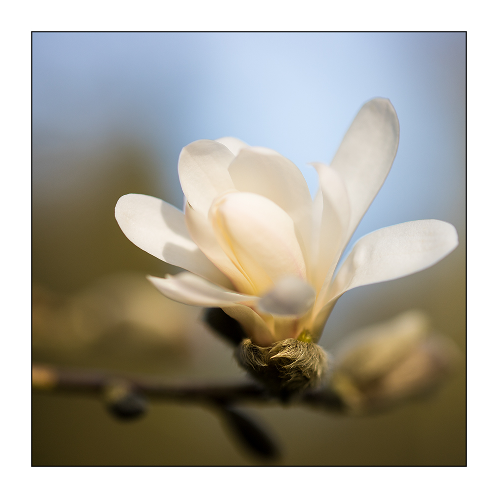 Magnolienblüte....