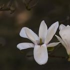 Magnolienblüte