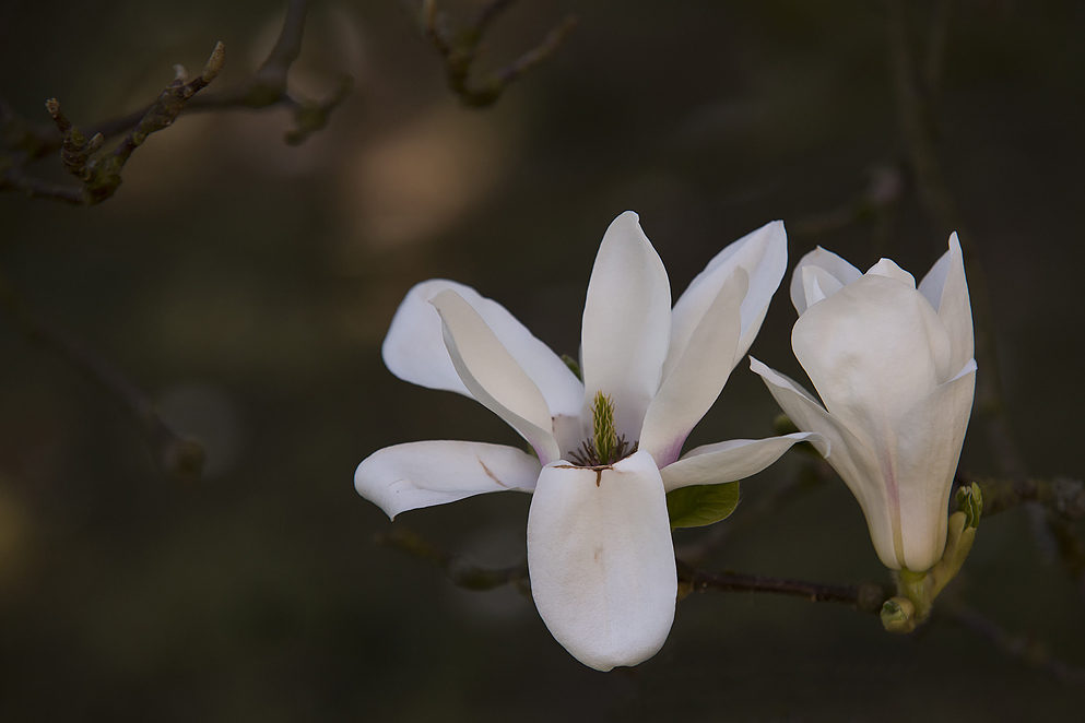 Magnolienblüte