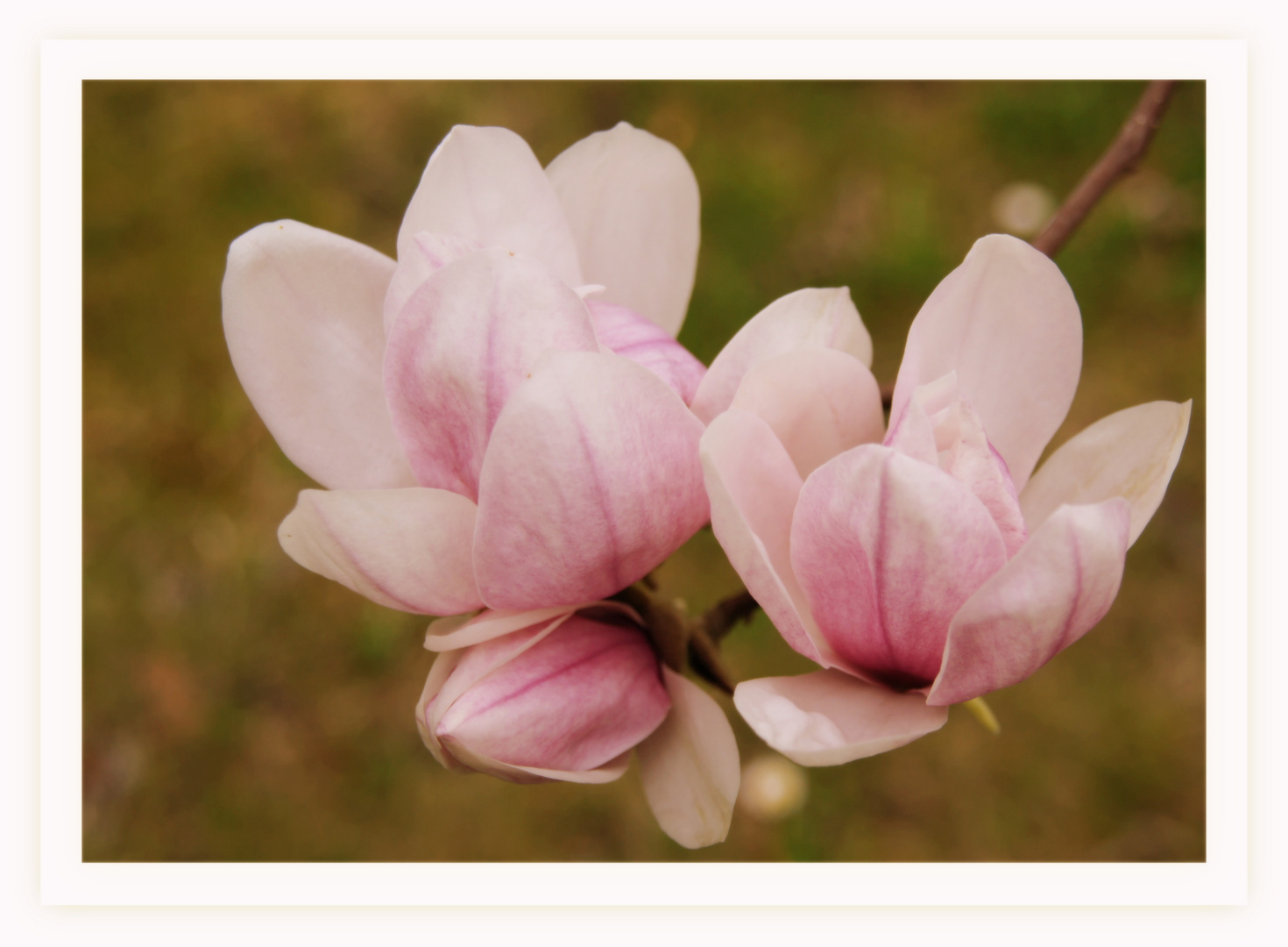 Magnolienblüte