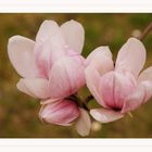 Magnolienblüte