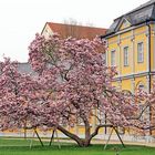 Magnolienblüte