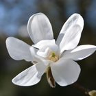 Magnolienblüte 