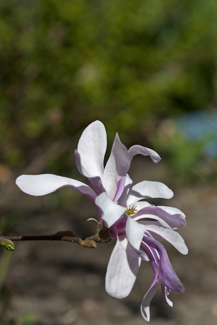 Magnolienblüte