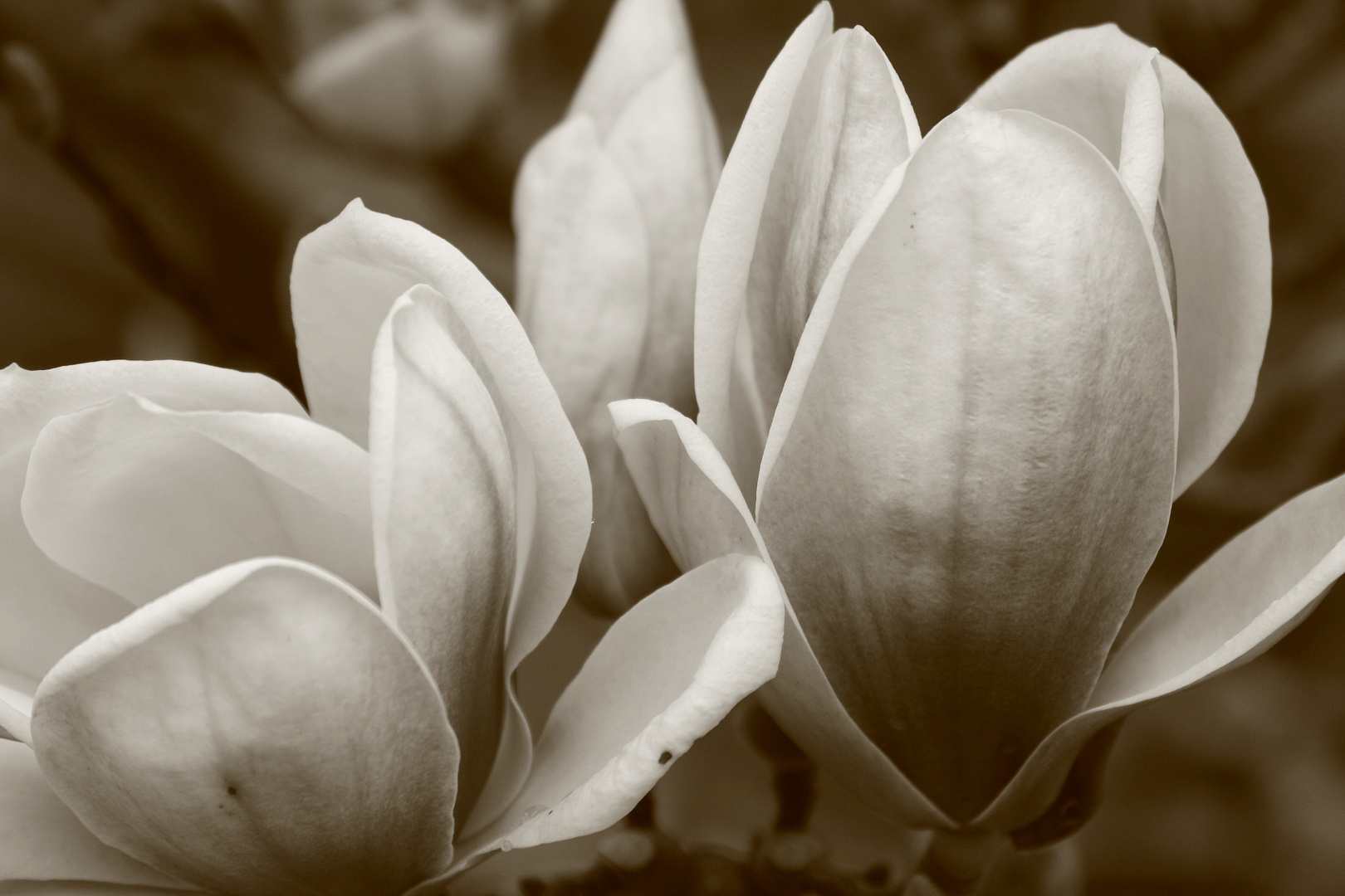 Magnolienblüte