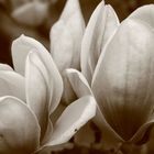 Magnolienblüte