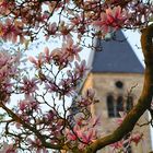 Magnolienblüte