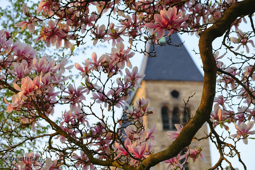 Magnolienblüte