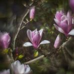 Magnolienblüte