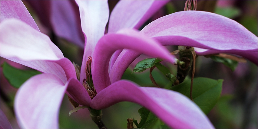 Magnolienblüte